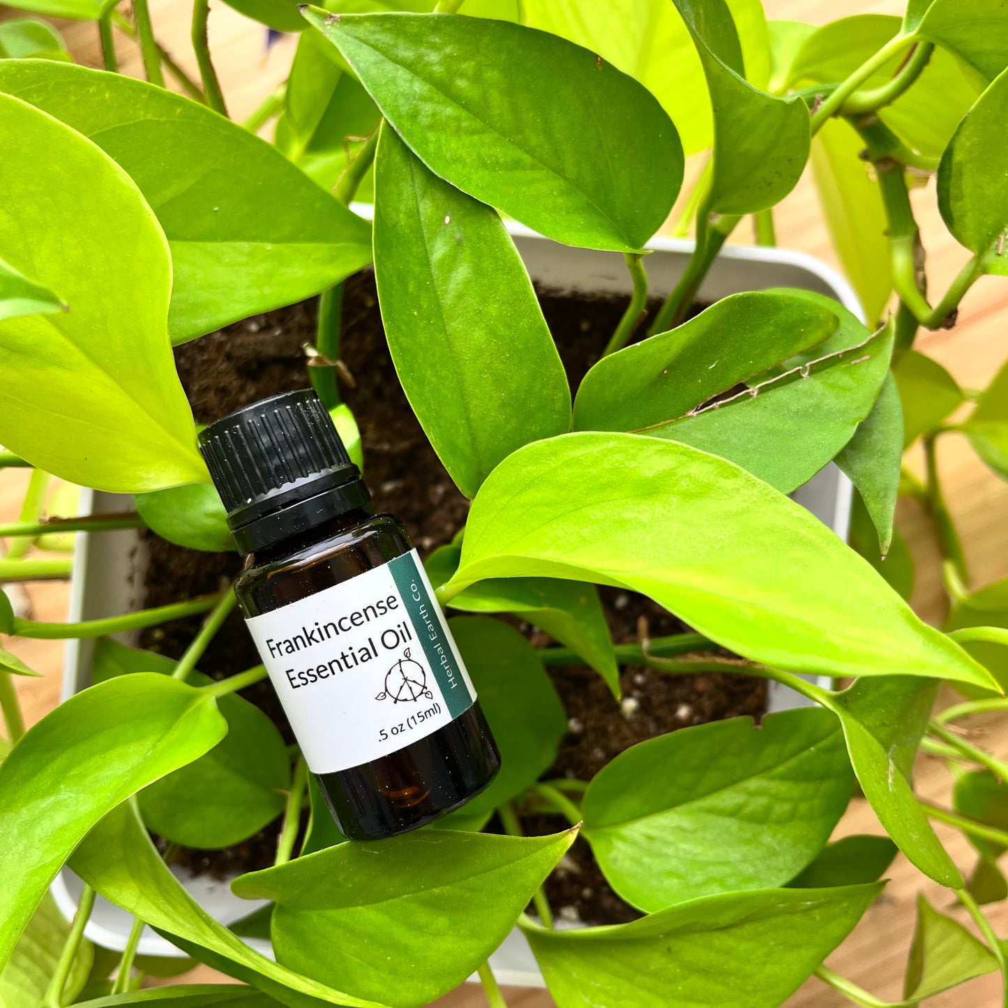 Frankincense Essential Oil